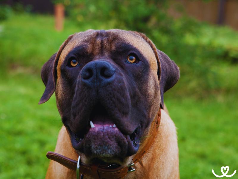 Plemeno-boerboel-bursky-buldok (12)